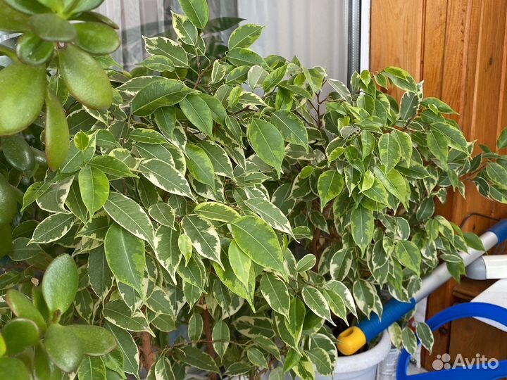 Комнатные цветы