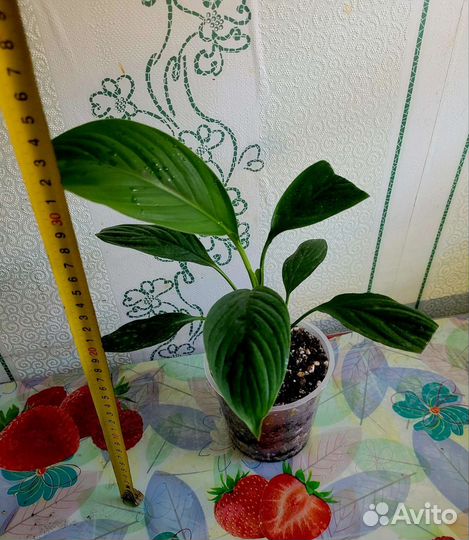 Спатифиллум сенсация