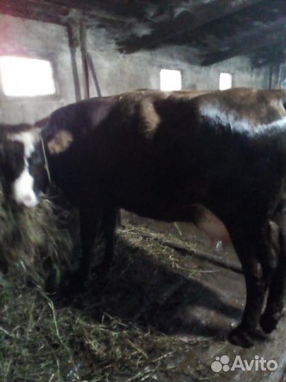 Корова карпатская бурая, тёлка Костромская