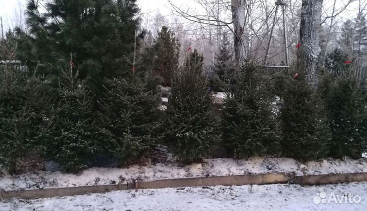 Сибирская ель экстра класс. Саженцы