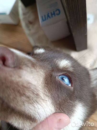 Сибирский хаски