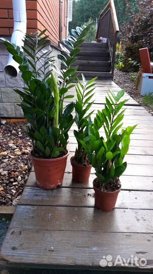 Замиокулкасы