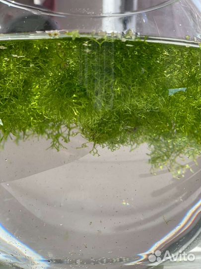 Аквариумное растение Риччия