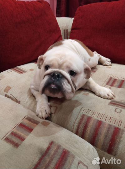 Девочка Английский Бульдог