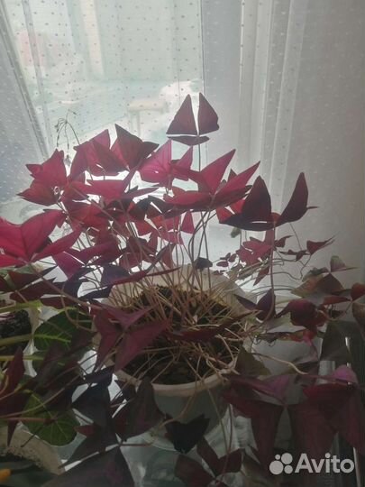 Комнатные цветы Кислица