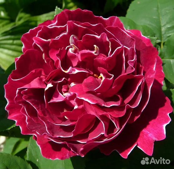 Саженцы роз