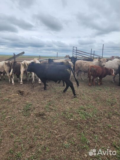 Абердин ангус бычки на племя