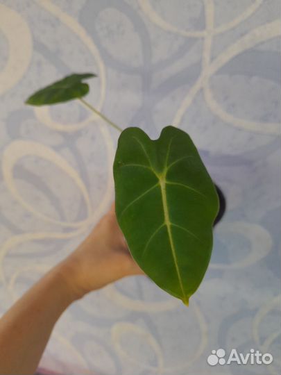 Алоказия фрайдек мишольца