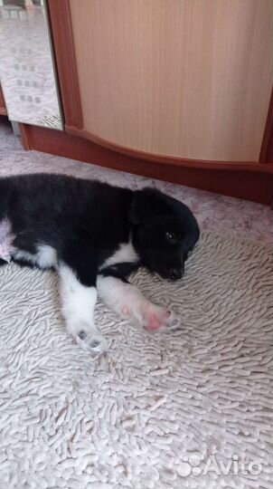 Щенок в добрые руки бесплатно