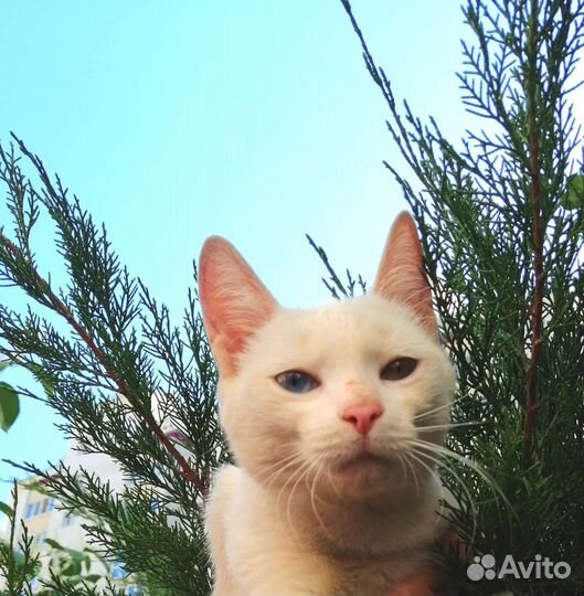 Котёнок белый девочка с разноцветными глазками