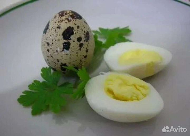 Инкубационное яйцо