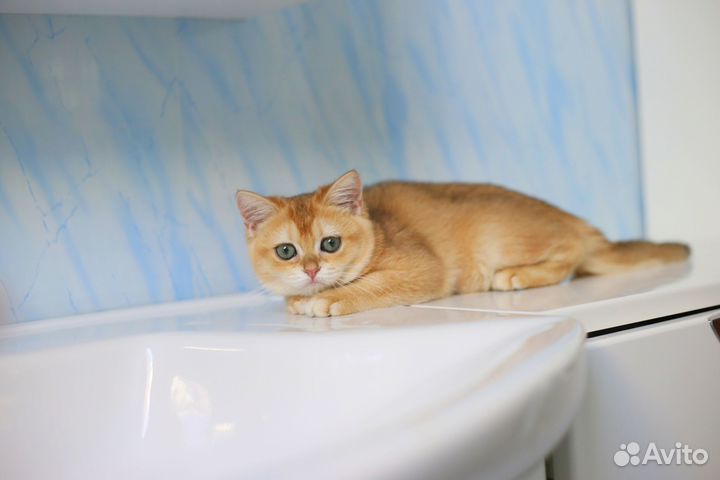 Британская кошечка ny12