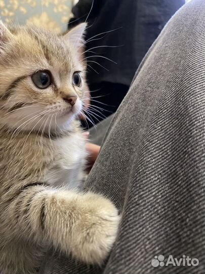 Кошка шиншилла