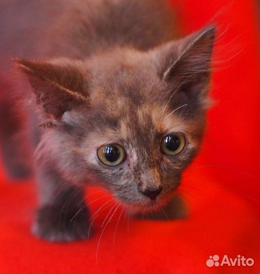 Котёнок Пуша