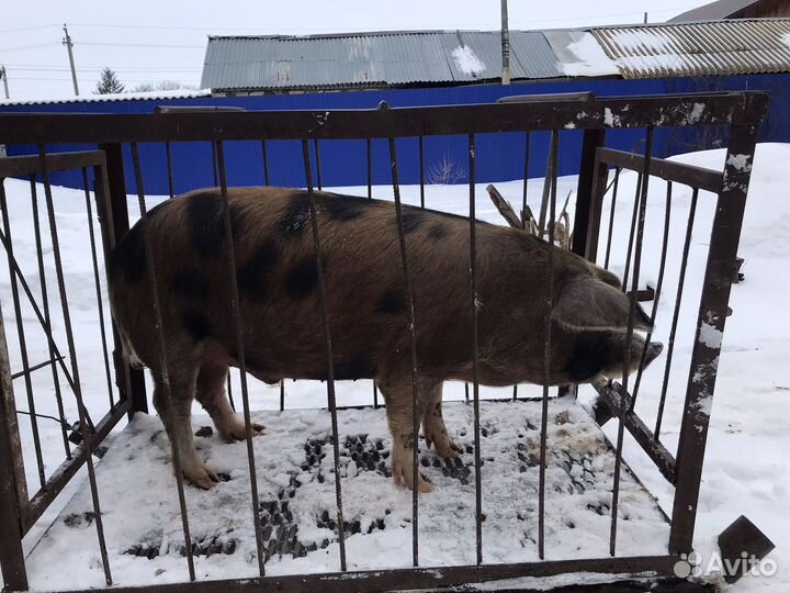 Хряк на случку