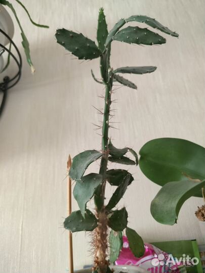 Кактус Опунция