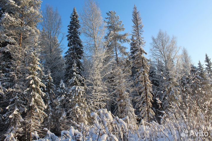 Отдам котёнка