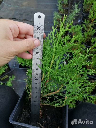 Саженцы туи Смарагд