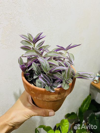 Традесканция