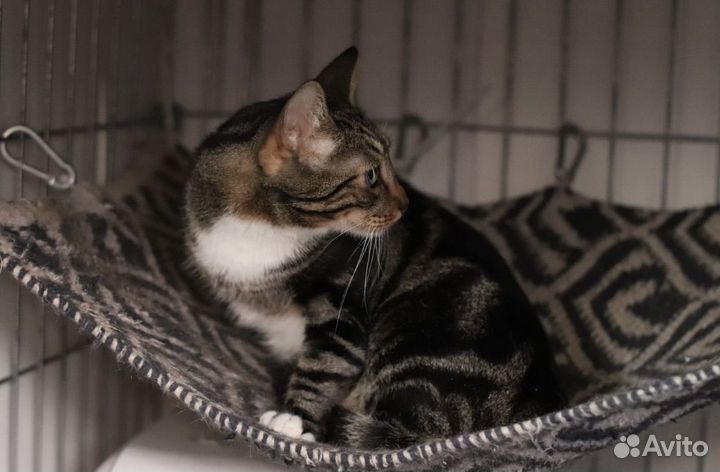 Котик-пацифист в поисках своего дома