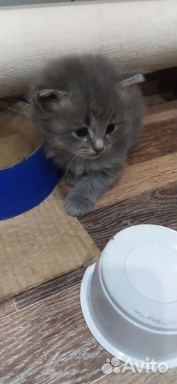 Кошки в добрые руки породистые