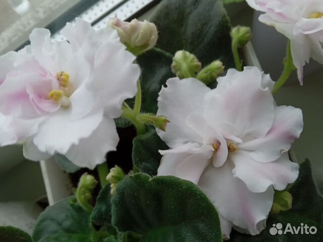 Фиалка белая цветущая купить в Санкт-Петербурге | Товары для дома и ...