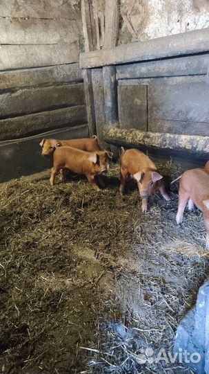 Поросята породы дюрок