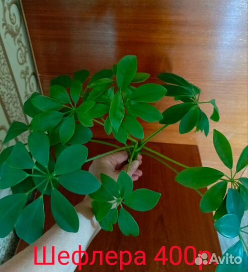 Черенки растений