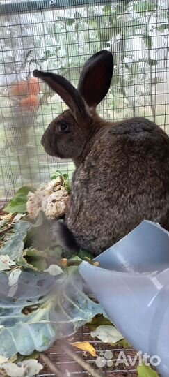 Кролики мясных пород
