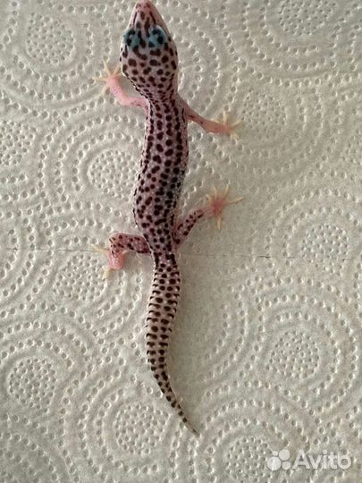 Геккон эублефар