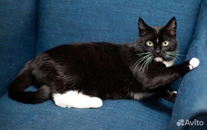 Кот в добрые руки,кошка в дар