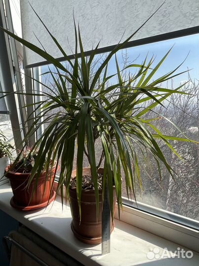 Стапелия и Драцена