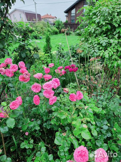 Роза кустовая Эбб Тайд