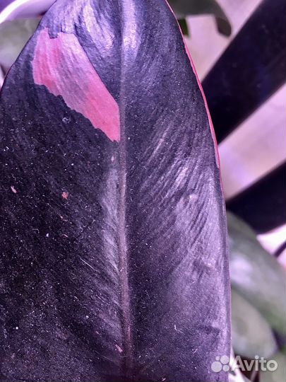 Филодендрон Розовая принцесса