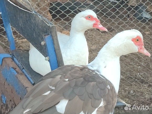 Мускусные утки