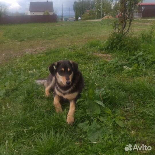 Собаки бесплатно в добрые руки