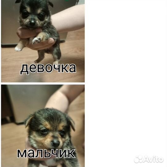 Щенки щпиц померанский