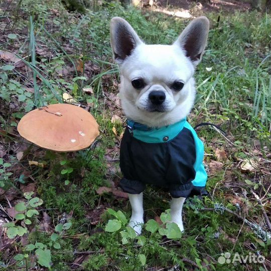 Вязка чихуахуа