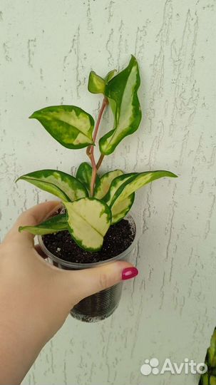 Комнатные растения цветы хойя аустрелис Лиза
