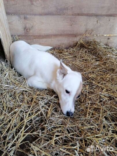 Зайка ищет дом