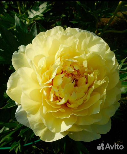 Пион Бартцелла- желтый, клубни, саженцы