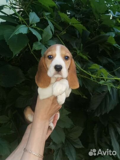 Щенки бигль