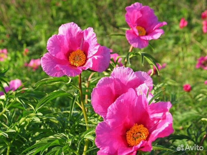 Марьин корень, Бадан почечный(монгольск. чай) и др