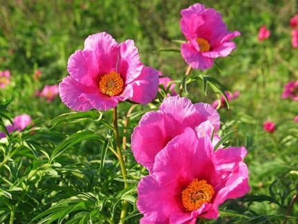 Марьин корень, Бадан почечный(монгольск. чай) и др