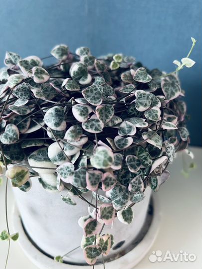 Церопегия Вуди вариегатная