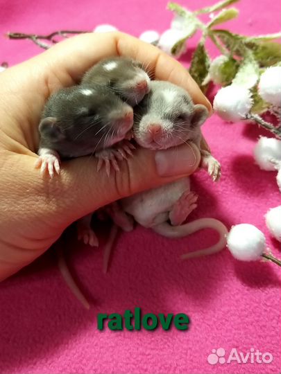 Крысята мальчишки дамбо от ratlove