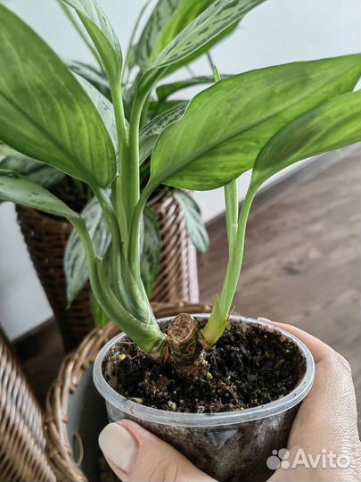 Аглаонема сильвер квин