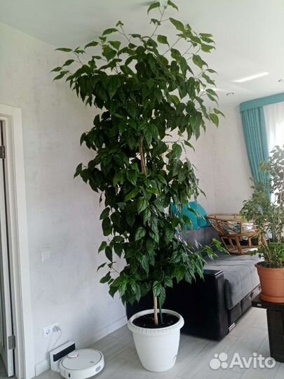 Гибискус (китайская роза)