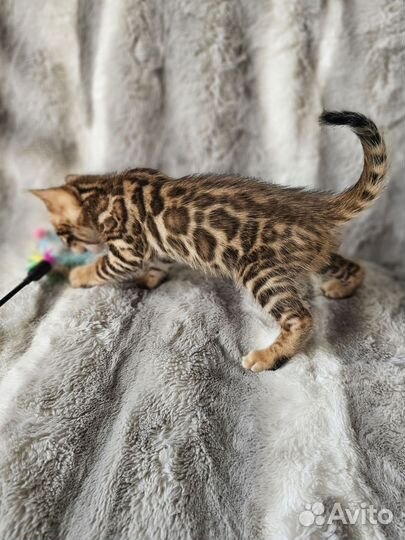 Бенгальский мальчик