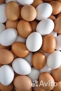 Домашние куриные яйца